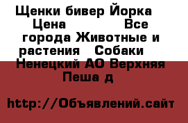 Щенки бивер Йорка  › Цена ­ 30 000 - Все города Животные и растения » Собаки   . Ненецкий АО,Верхняя Пеша д.